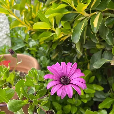 Pensionat Hola Ksamil